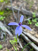 Blue Fairy Orchid