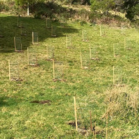 Bushland rehabilitation