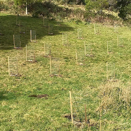 tree planting