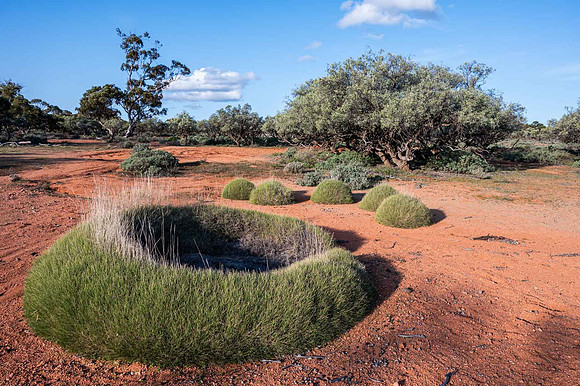 whopper of a spinifex