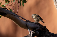 Brown Tree-creeper, Redbanks