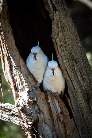 Sulphur-crested cockatoos   11-02-2022