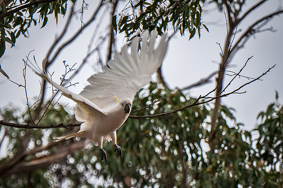 Sulphur Crested Cockatoo