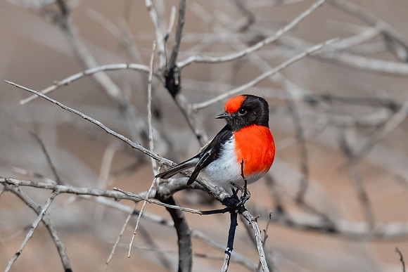 Red-capped robin