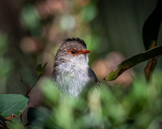Superb fairy-wren  28-01-2022