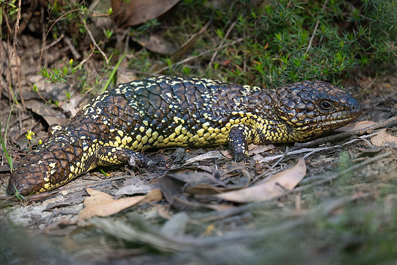 Sleepy Lizard