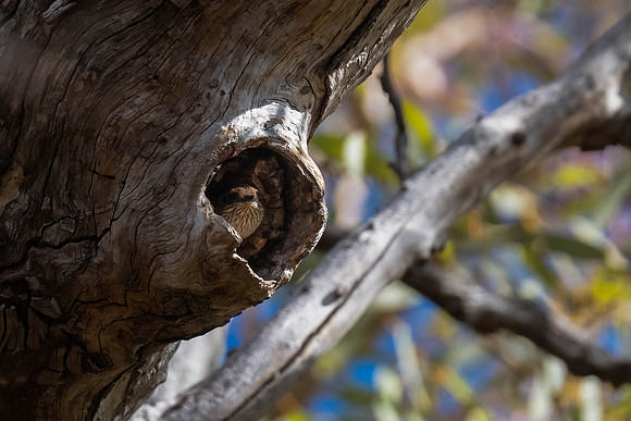 Tree martin