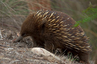 Warrawee echidna (TAS)