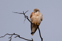 Nankeen Kestrel