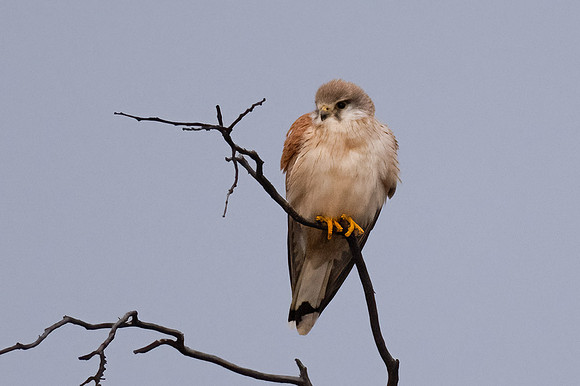 Nankeen Kestrel