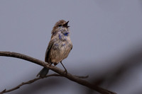 Splendid Fairy-wren (looking less than splendid!)