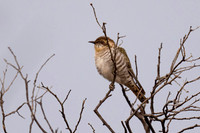 Horsfields Bronze Cuckoo