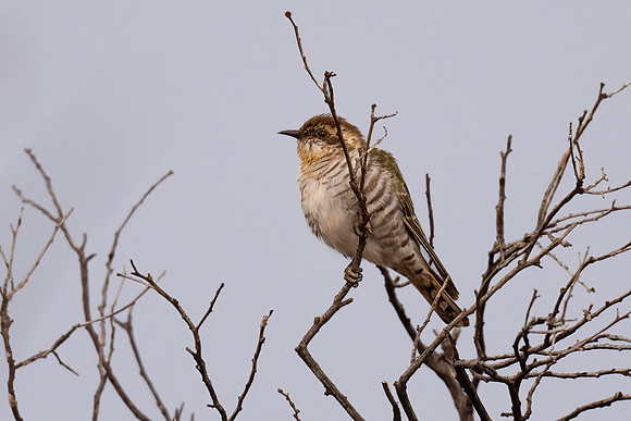 Horsfields Bronze Cuckoo
