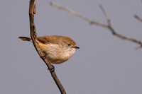 Chestnut-rumped Thornbill