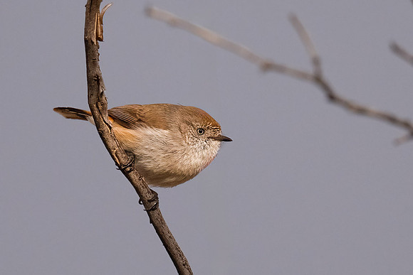 Chestnut-rumped Thornbill
