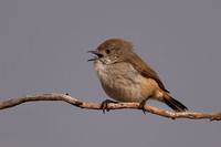Chestnut-rumped Thornbill