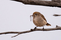 Chestnut-rumped Thornbill