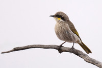 Singing Honey-eater