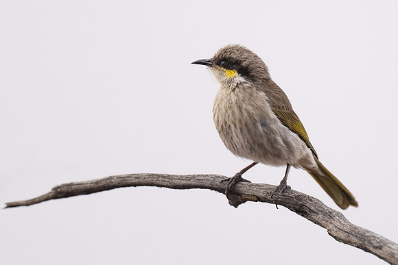 Singing Honey-eater