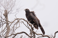 White-winged Chough