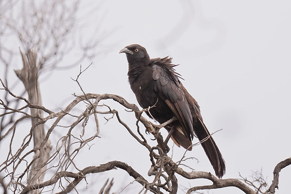 White-winged Chough