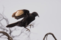 White-winged Chough
