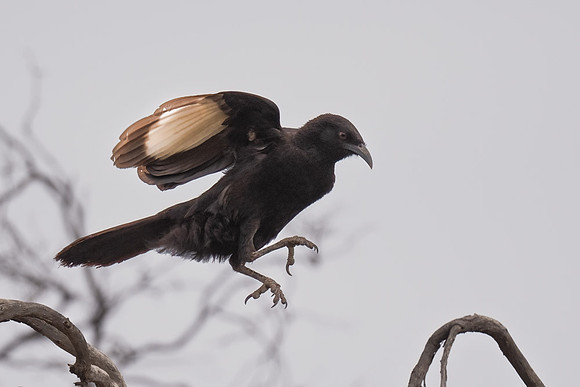 White-winged Chough