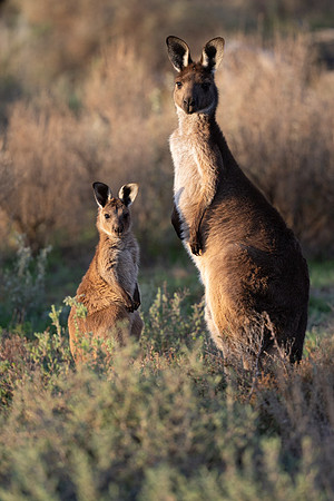 Western Grey Kangaroos