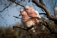 Pink Cockatoos