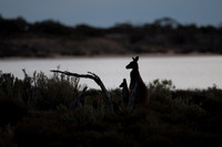 Western Greys at Lake Crosbie