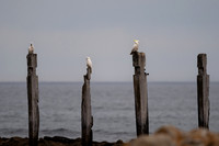 Myponga Beach
