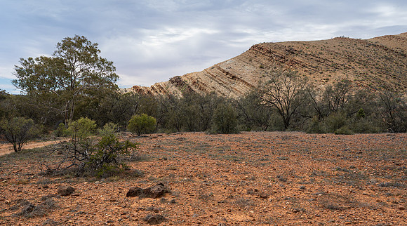 along the Wortupa Loop Track in Vulkathunha_Gammon Ranges Nat Park