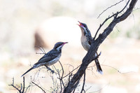 Spiny-cheeked Honeyeater pair