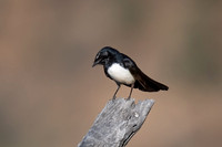Willie Wagtail