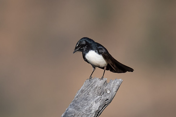 Willie Wagtail