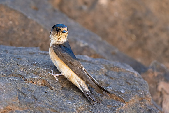 Tree-martin
