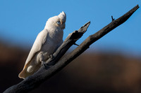 Little Corella