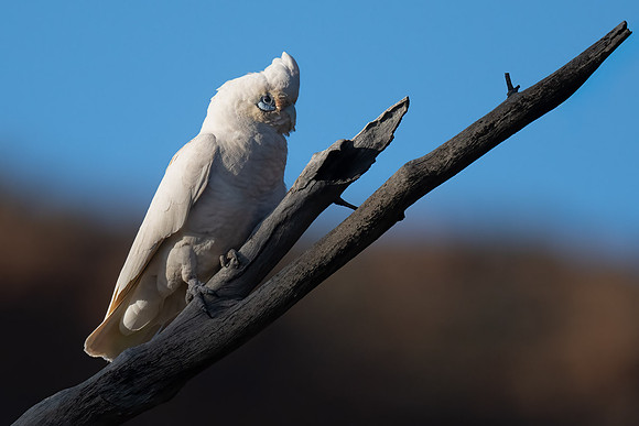 Little Corella
