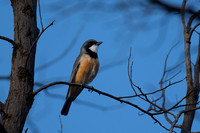 Rufous Whistler