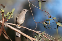Grey Shrike-thrush