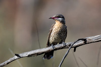 Spiny-cheeked Honeyeater
