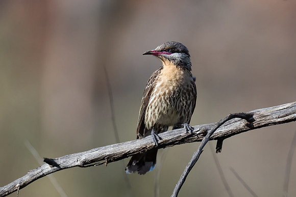 Spiny-cheeked Honeyeater