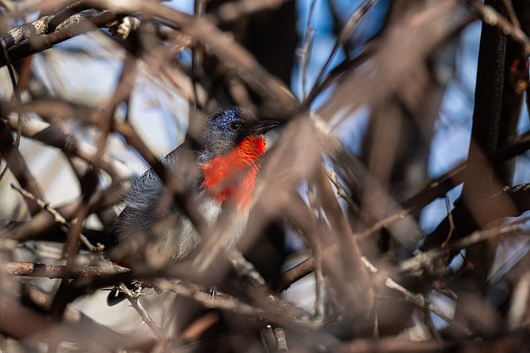 a shy Mistletoe Bird at Grindells Hut campground