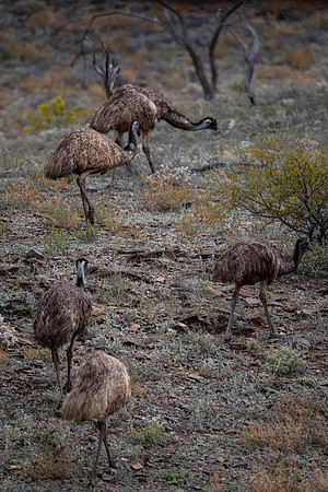 Emus along the Mawson-Spriggina loop walking track at Arkaroola