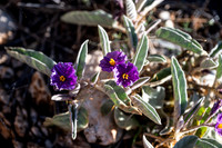 Solanum