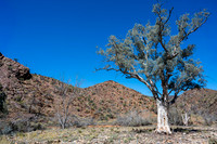 Weetootla Gorge walk