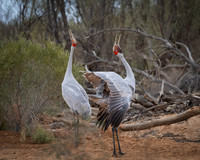 Brolga    19-09-2025