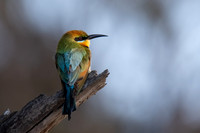 Rainbow Bee-eater   21-09-2025