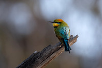 Rainbow Bee-eater   21-09-2025