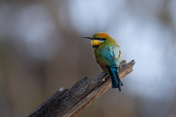 Rainbow Bee-eater   21-09-2025